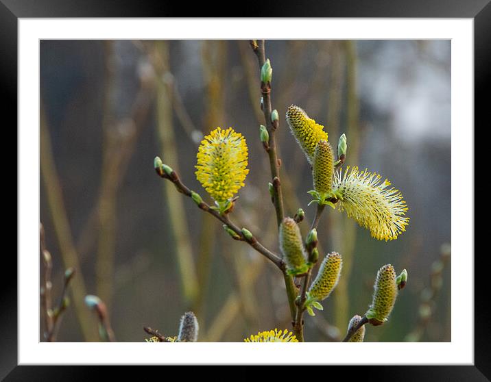 Enjoying early spring Framed Mounted Print by Juergen Hess