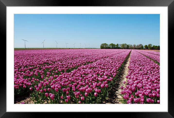 Dutch tulip fields Framed Mounted Print by Juergen Hess