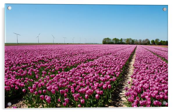 Dutch tulip fields Acrylic by Juergen Hess