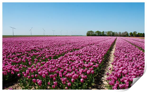 Dutch tulip fields Print by Juergen Hess