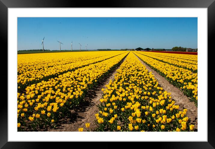 Another Dutch tulip field Framed Mounted Print by Juergen Hess