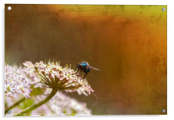 Blue fly on a flower Acrylic by Jaxx Lawson