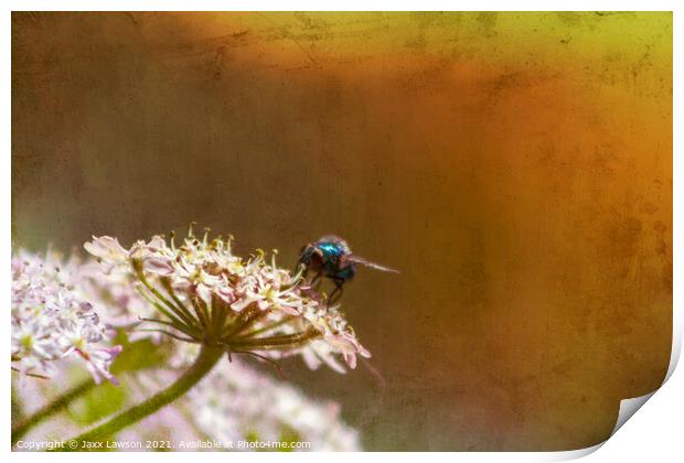 Blue fly on a flower Print by Jaxx Lawson