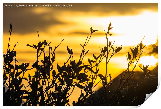 Summer Sunset with Silhouetted Leaves Print by Geoff Smith