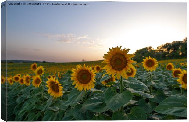 Field of sunflowers at dusk Canvas Print by Rocklights 