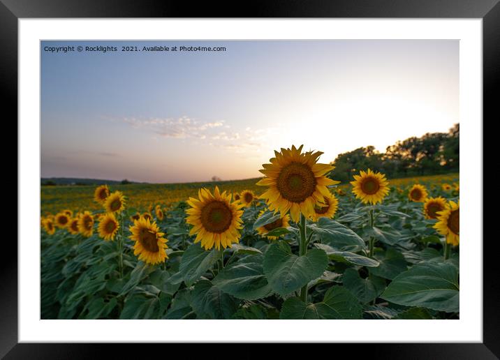 Field of sunflowers at dusk Framed Mounted Print by Rocklights 