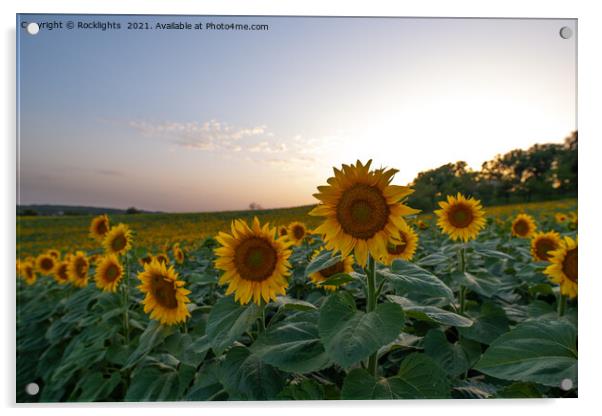 Field of sunflowers at dusk Acrylic by Rocklights 