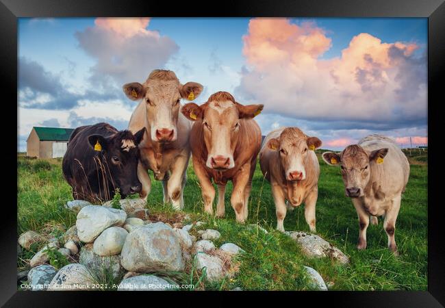 Five Cows Framed Print by Jim Monk