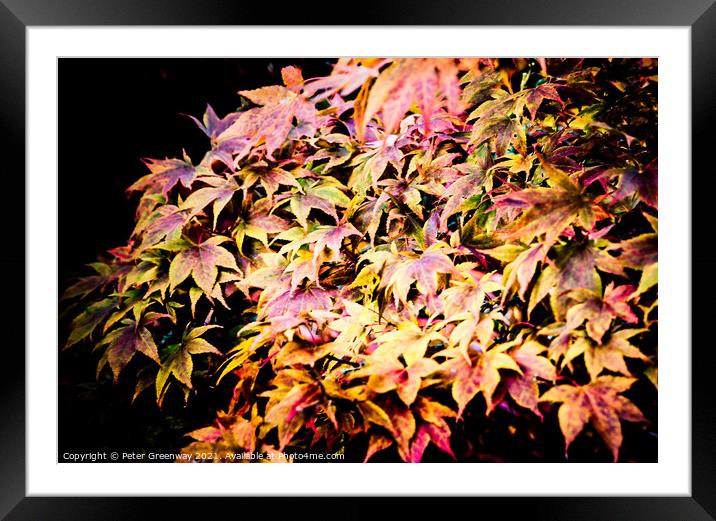 Autumnal Colourful Acer Leaves At Powys Castle Framed Mounted Print by Peter Greenway