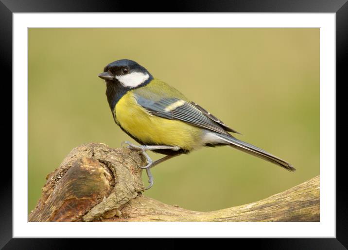 Great Tit Framed Mounted Print by Macrae Images