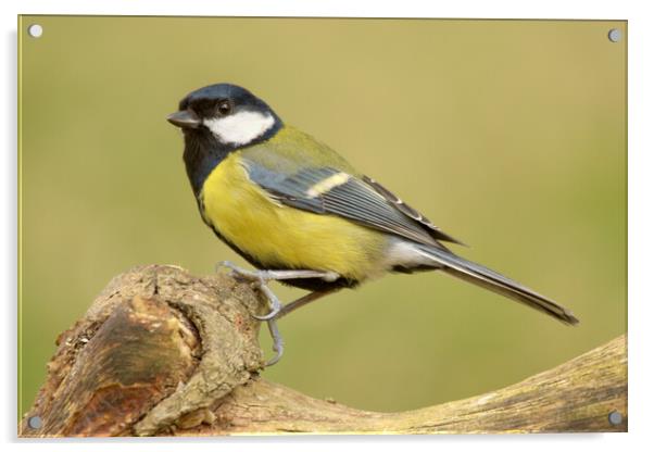 Great Tit Acrylic by Macrae Images