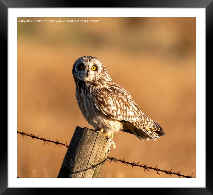 Majestic ShortEared Owl Hunting Framed Mounted Print by tammy mellor