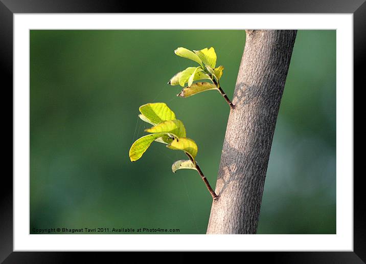 Save Our Planet Framed Mounted Print by Bhagwat Tavri