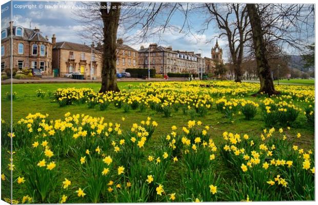 Spring Daffodils the South Inch, Perth, Scotland Canvas Print by Navin Mistry