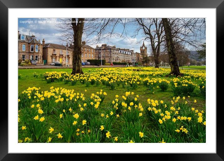 Spring Daffodils the South Inch, Perth, Scotland Framed Mounted Print by Navin Mistry