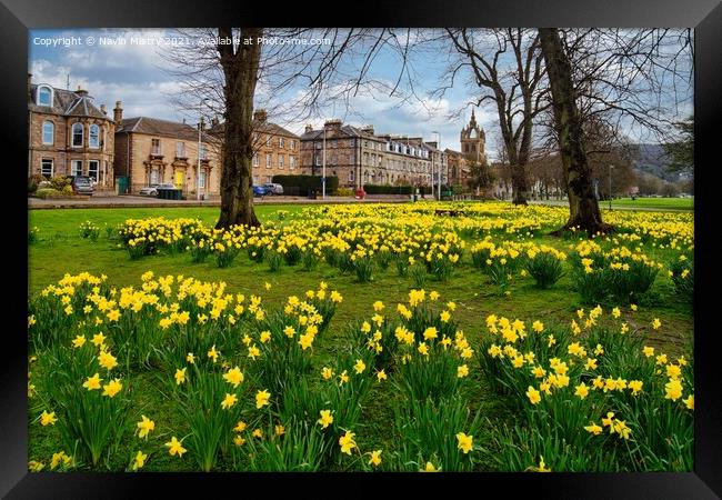 Spring Daffodils the South Inch, Perth, Scotland Framed Print by Navin Mistry