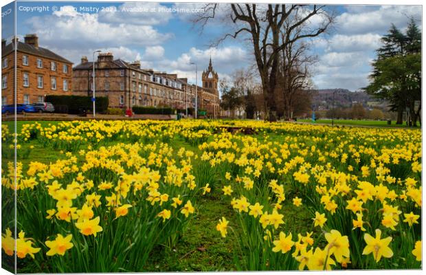 Spring Daffodils The South Inch, Perth, Scotland Canvas Print by Navin Mistry