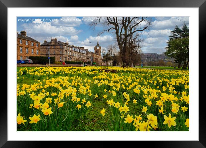 Spring Daffodils The South Inch, Perth, Scotland Framed Mounted Print by Navin Mistry