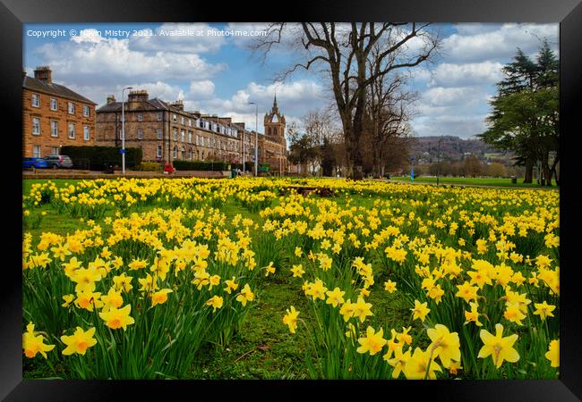 Spring Daffodils The South Inch, Perth, Scotland Framed Print by Navin Mistry