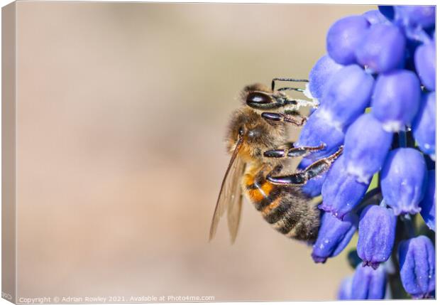 Bee on grape hyacinth Canvas Print by Adrian Rowley