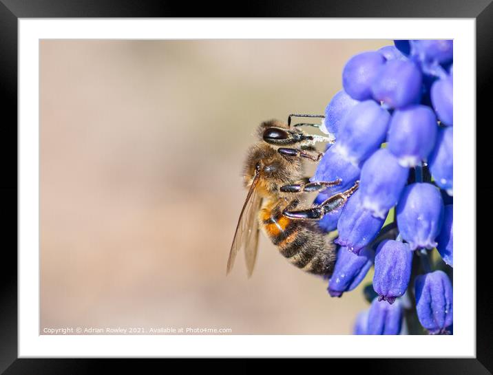 Bee on grape hyacinth Framed Mounted Print by Adrian Rowley