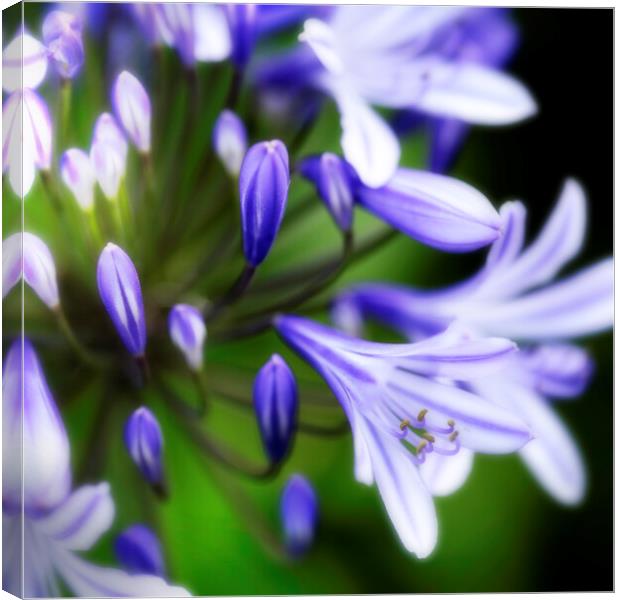 African Lily Agapanthus Flower Canvas Print by Neil Overy