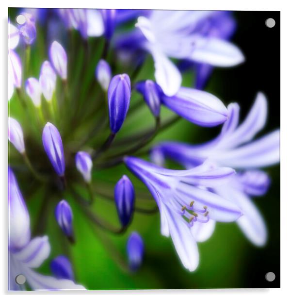 African Lily Agapanthus Flower Acrylic by Neil Overy