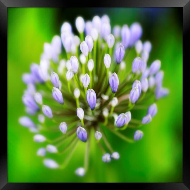 African or Nile Agapanthus Flower Framed Print by Neil Overy