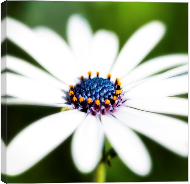 African Daisy Flower Canvas Print by Neil Overy