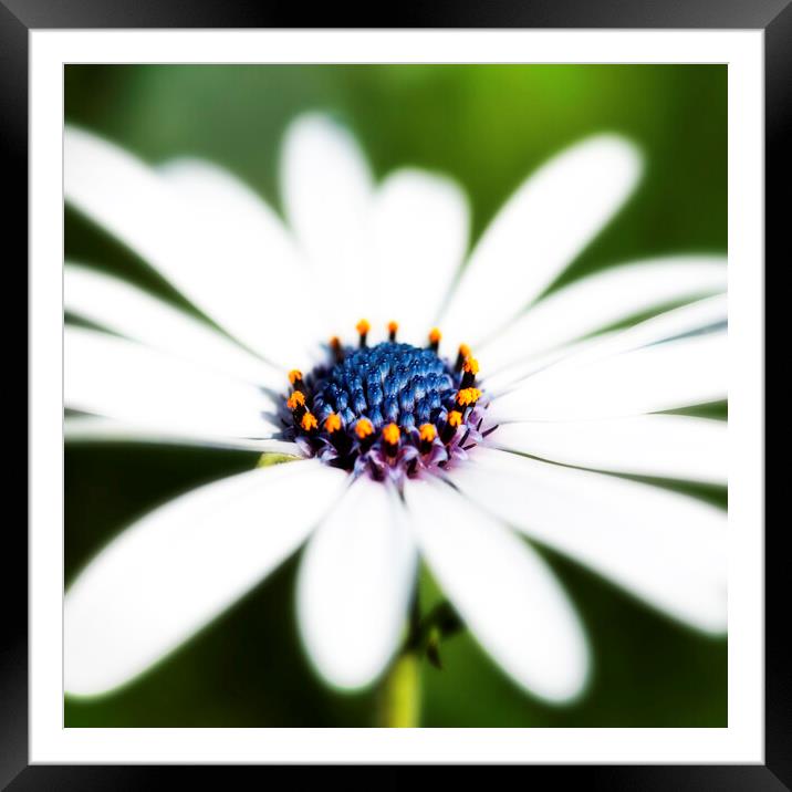 African Daisy Flower Framed Mounted Print by Neil Overy