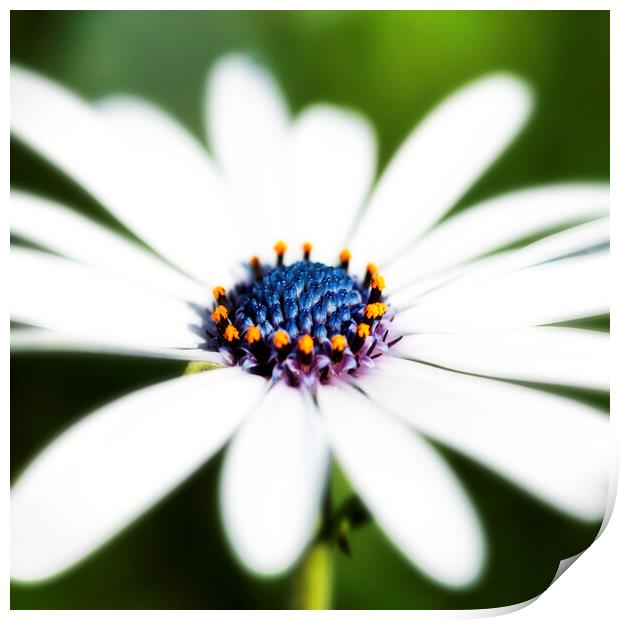 African Daisy Flower Print by Neil Overy