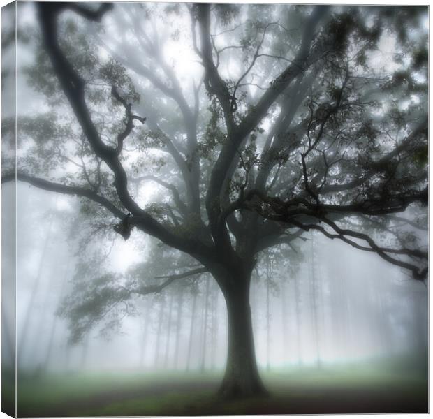 Oak Tree in the Mist Canvas Print by Neil Overy