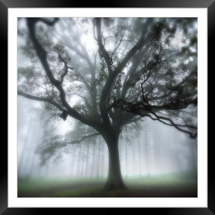 Oak Tree in the Mist Framed Mounted Print by Neil Overy