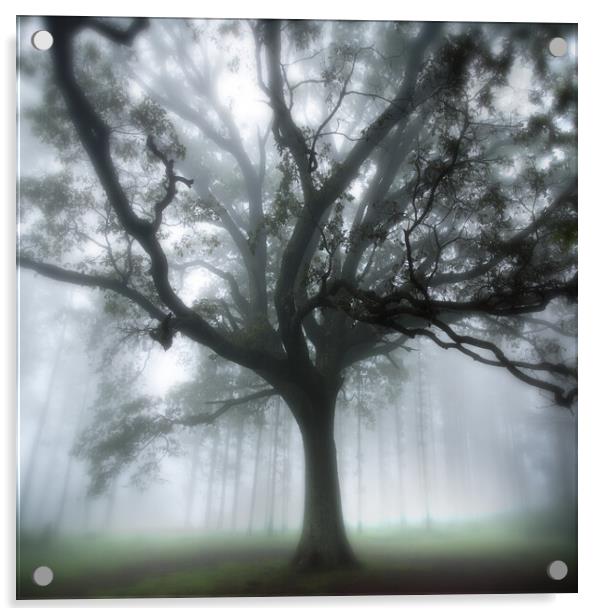 Oak Tree in the Mist Acrylic by Neil Overy