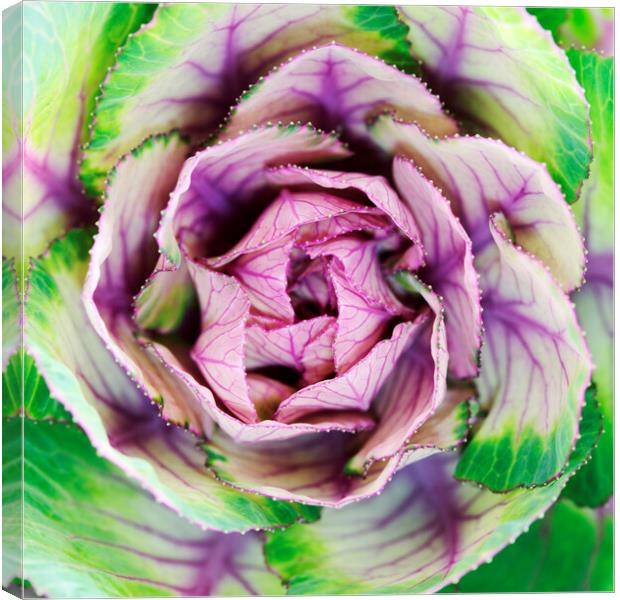 Brassica Ornamental Lettuce Canvas Print by Neil Overy