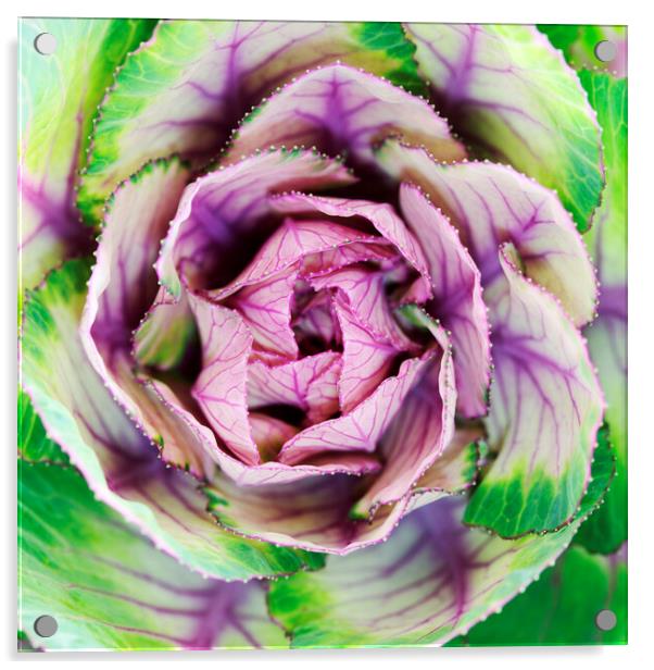 Brassica Ornamental Lettuce Acrylic by Neil Overy