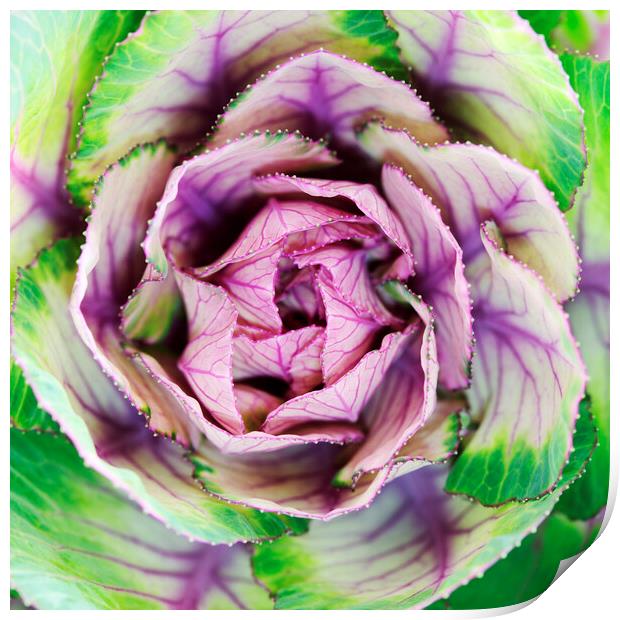 Brassica Ornamental Lettuce Print by Neil Overy