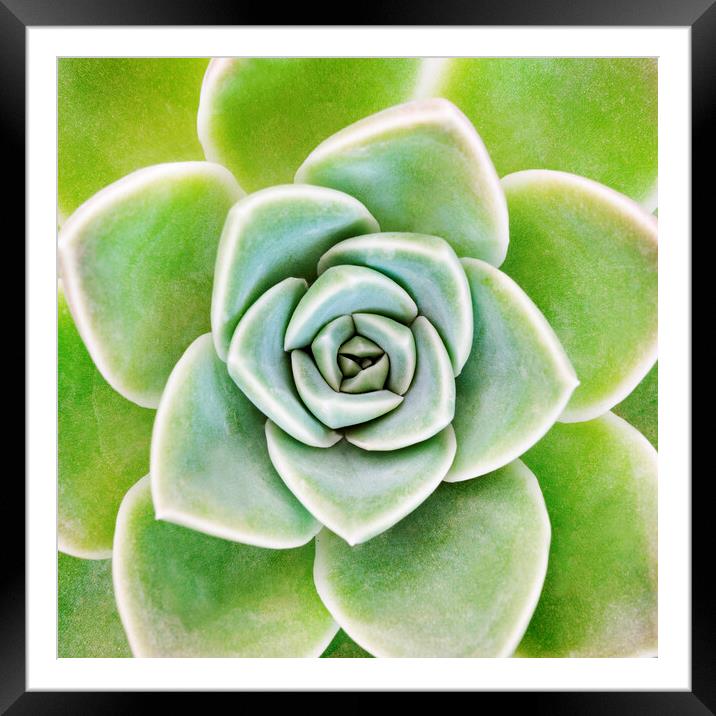 Mexican Snowball Succulent Framed Mounted Print by Neil Overy