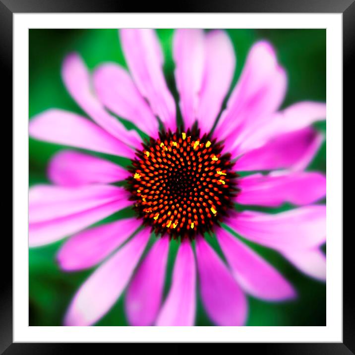 Coneflower Echinacea Framed Mounted Print by Neil Overy