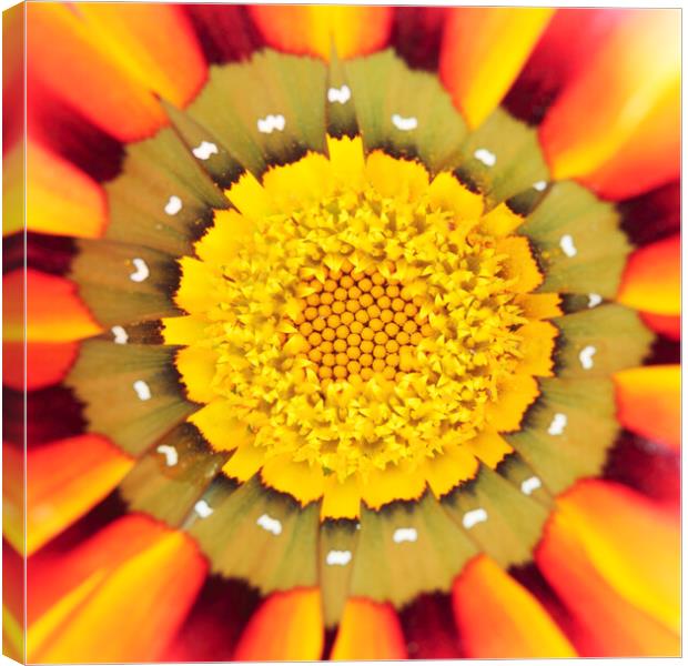 Orange African Daisy Canvas Print by Neil Overy
