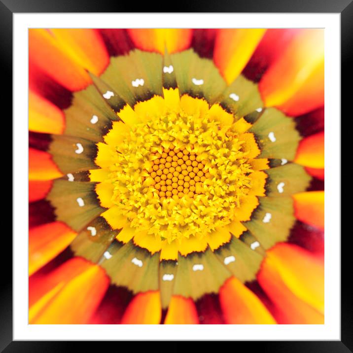Orange African Daisy Framed Mounted Print by Neil Overy