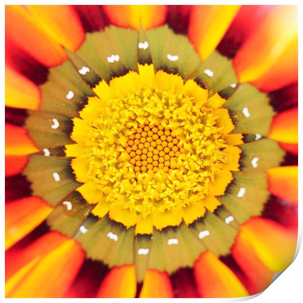 Orange African Daisy Print by Neil Overy