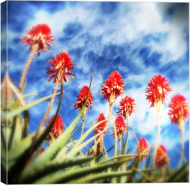 Flowering Red Aloes Canvas Print by Neil Overy