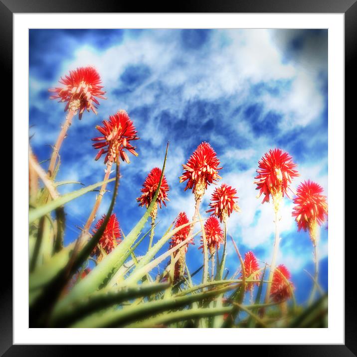 Flowering Red Aloes Framed Mounted Print by Neil Overy