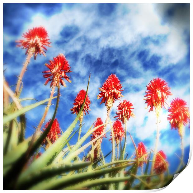 Flowering Red Aloes Print by Neil Overy