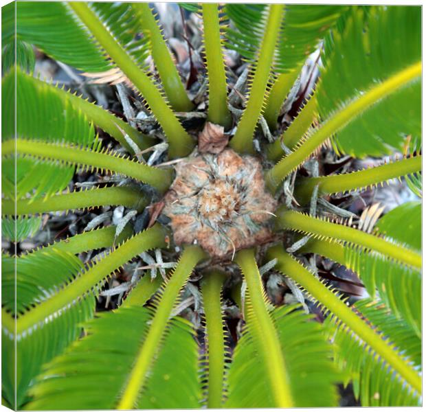The Centre of a Cycad Plant Canvas Print by Neil Overy