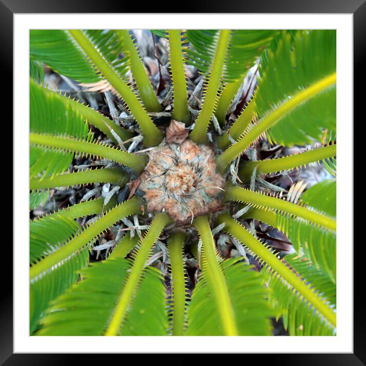 The Centre of a Cycad Plant Framed Mounted Print by Neil Overy