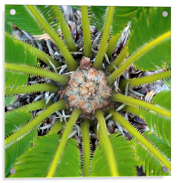 The Centre of a Cycad Plant Acrylic by Neil Overy