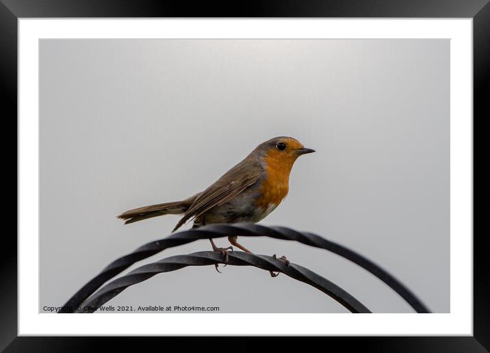 Robin at rest Framed Mounted Print by Clive Wells