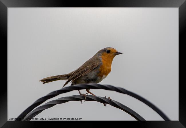 Robin at rest Framed Print by Clive Wells